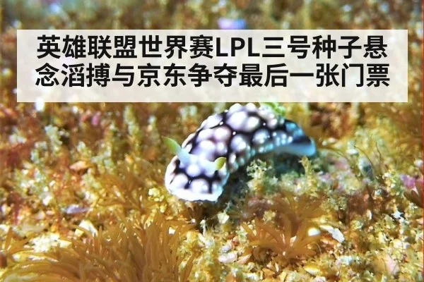 英雄联盟世界赛LPL三号种子悬念滔搏与京东争夺最后一张门票